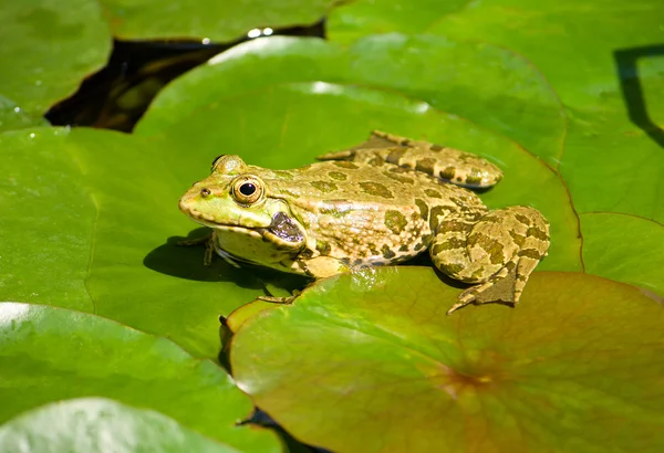 Sapo verde sentado na folha na lagoa — Fotografia de Stock