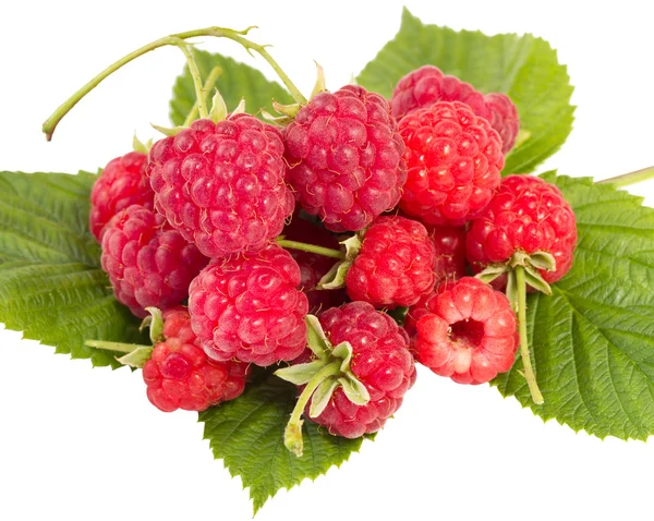 Heap of ripe raspberries — Stock Photo, Image