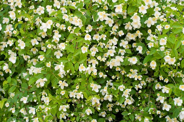 Jasmine bush background — Stock Photo, Image