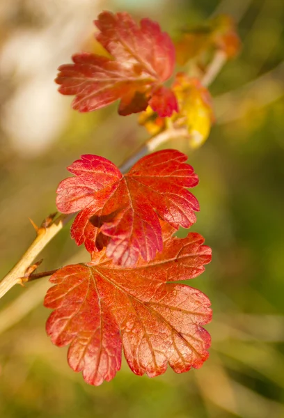 Rode bladeren van kruisbes bush — Stockfoto