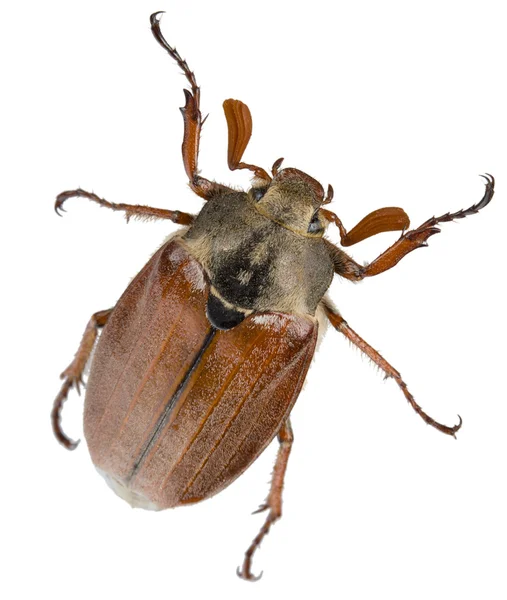May-bug — Stock Photo, Image
