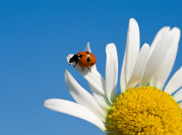 Ladybird on chamomile petal — Stock Photo, Image