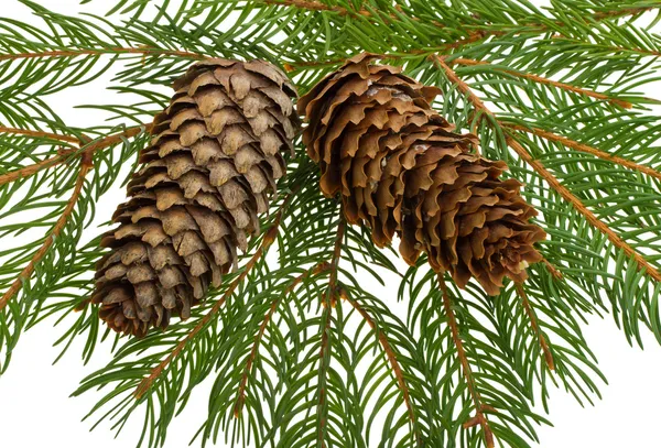 Fir tree with cones — Stock Photo, Image