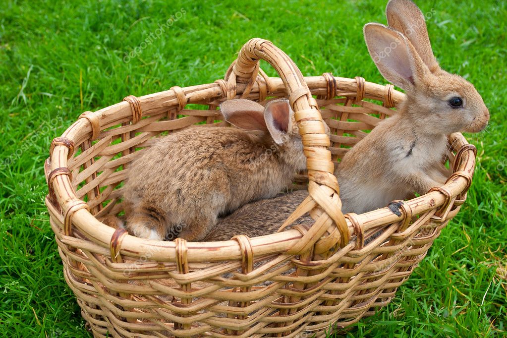 Small bunnies in basket Stock Photo by ©Alekcey 4160982