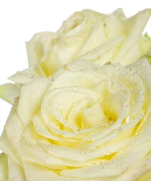 Bílé růže makro — Stock fotografie