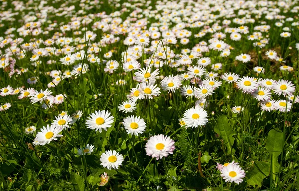 Field with blooming daisies in spring — Stock Photo, Image