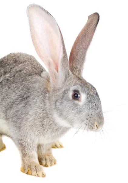 Close-up šedý králík — Stock fotografie