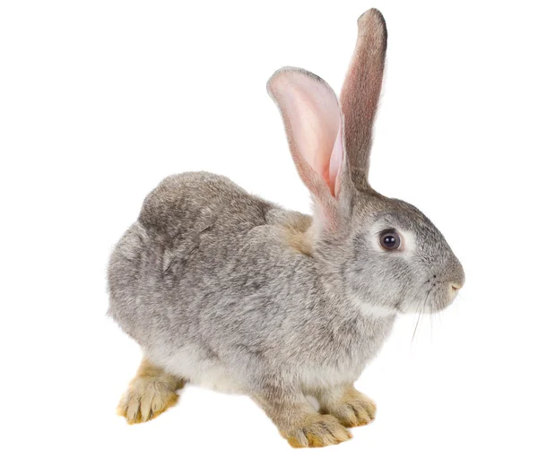 Nahaufnahme eines grauen Kaninchens — Stockfoto