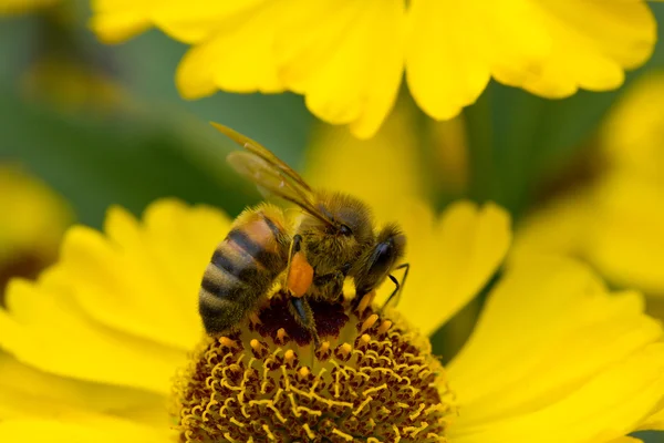 Пчела на желтом цветке — стоковое фото