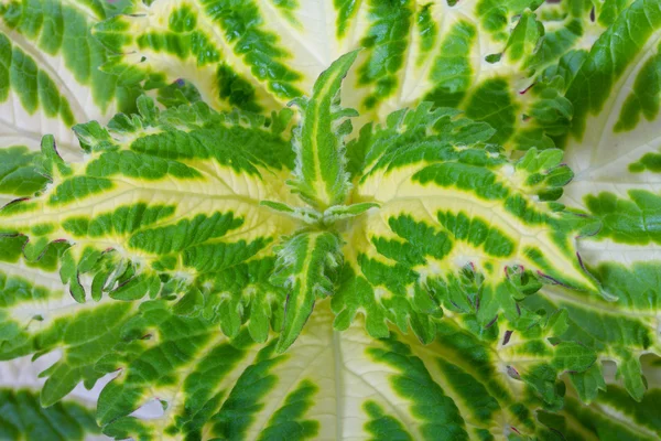 Close-up-Blätter von Coleus — Stockfoto