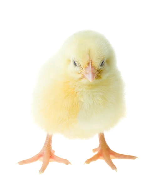 Маленький жовтий курча — стокове фото