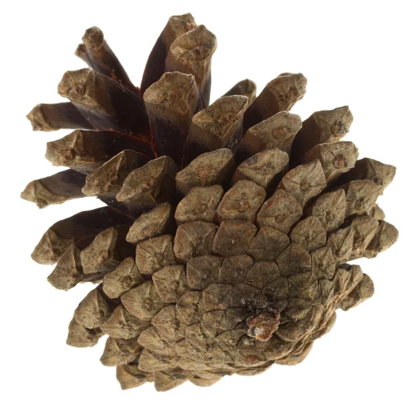 Big pine cone — Stock Photo, Image