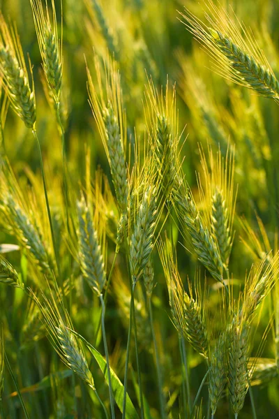Крупним планом вуха пшениці — стокове фото