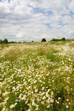 Field of wild chamomiles clipart