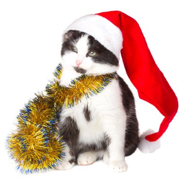 Noel Baba olarak yavru kedi