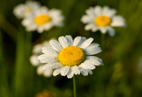Camomile in early dew — Stock Photo, Image
