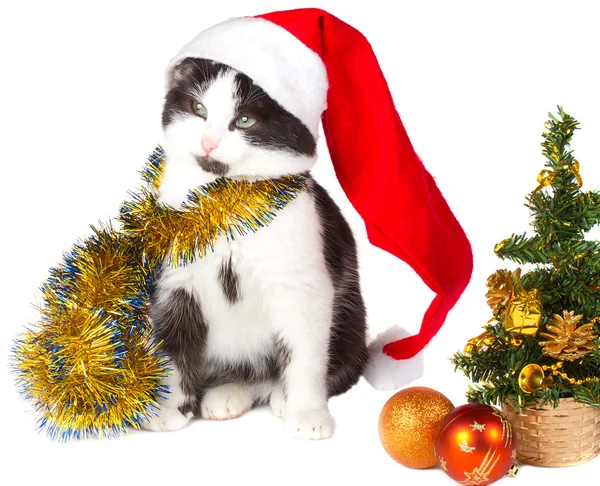 Kitten als santa claus en kerstboom — Stockfoto