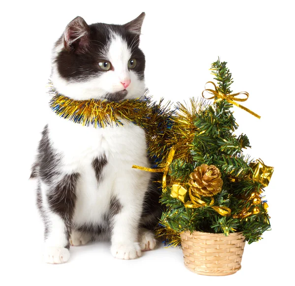 Kotě a Vánoční dekorace — Stock fotografie