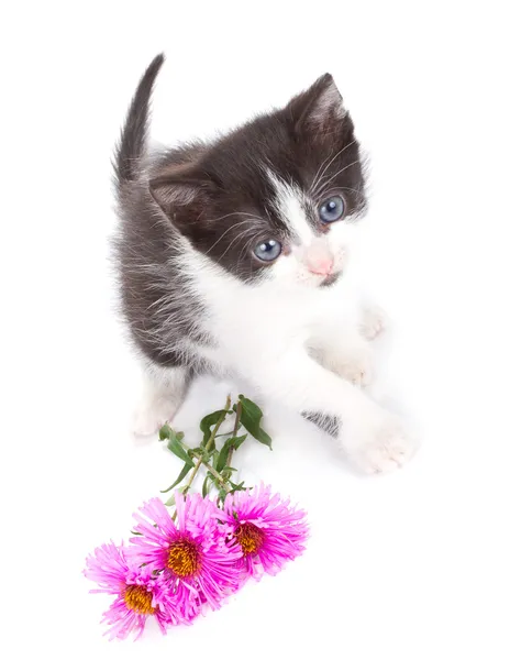 Маленький котёнок и цветы — стоковое фото