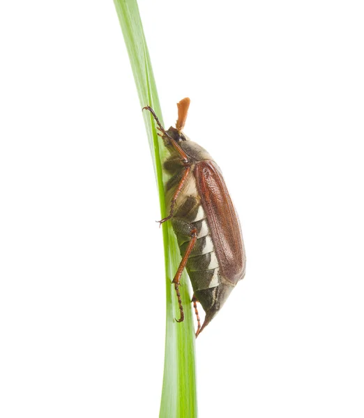 May-bug arrastrándose en la hoja aislada —  Fotos de Stock