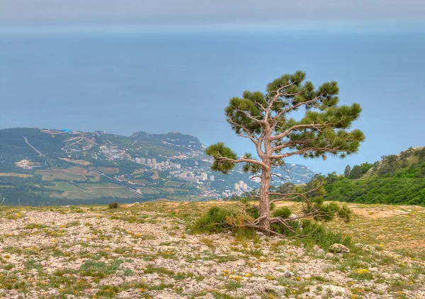 黒海に対する松の木 — ストック写真
