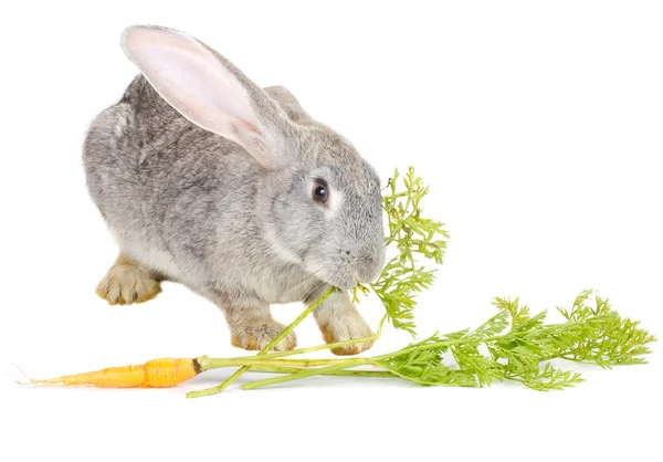 クローズ アップのウサギ — ストック写真