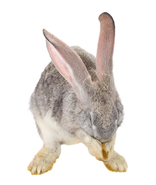 Conejo escondiendo su bozal — Foto de Stock