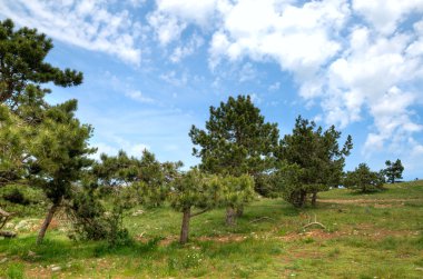 Mountains landscape with pines clipart