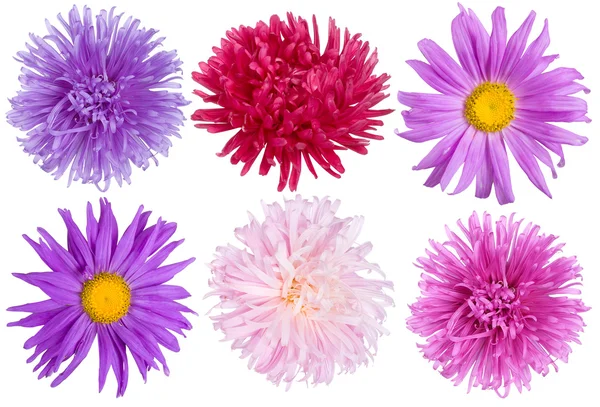 Aster flowers set — Stock Photo, Image