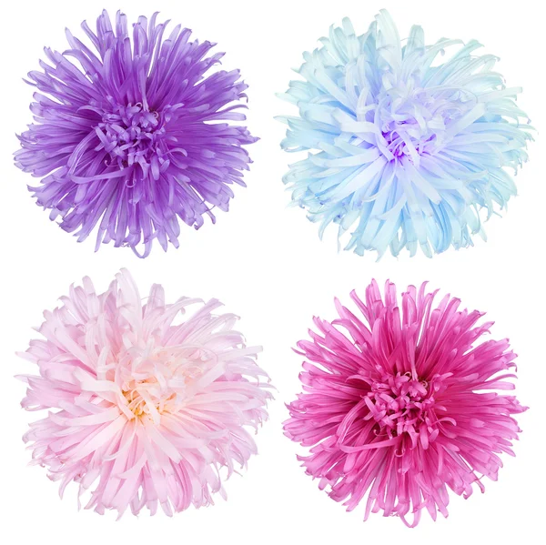 Set de flores Aster — Foto de Stock