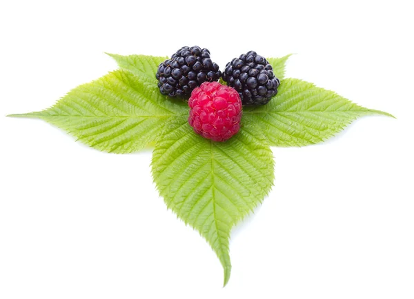 Blackberries and raspberry on leaves — Stock Photo, Image