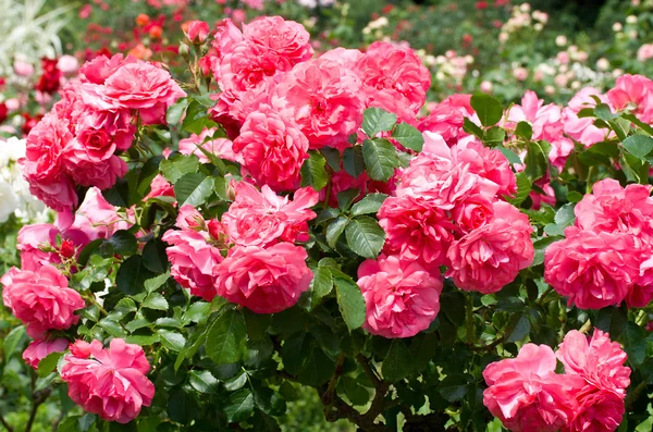 Bush of beautiful pink roses — Stock Photo, Image
