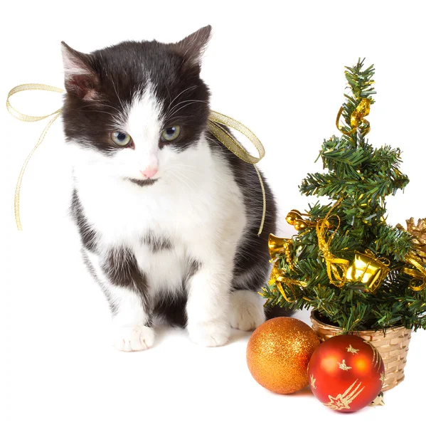 Kat en kerst decoraties — Stockfoto