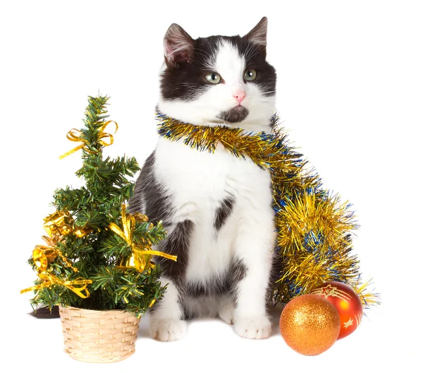 Kattunge och jul dekorationer — Stockfoto