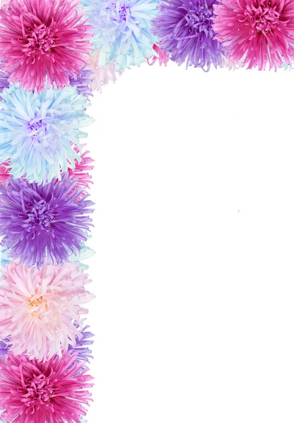 Rahmen aus Aster-Blumen — Stockfoto