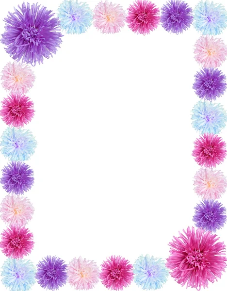 Quadro de flores aster — Fotografia de Stock