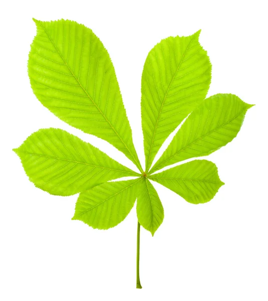 Зеленый каштановый лист — стоковое фото