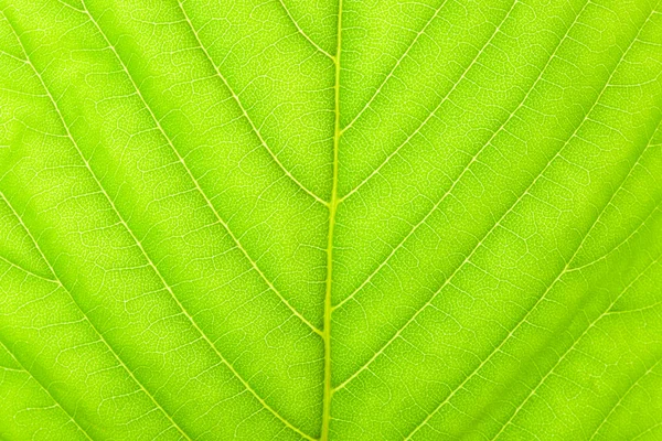 Текстура листьев каштана — стоковое фото