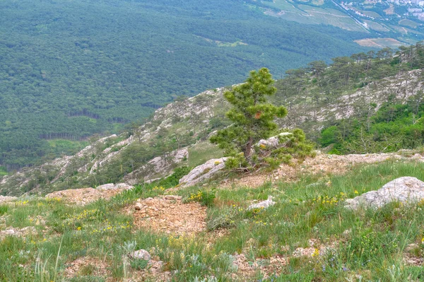 Lonely pine growing on steep — Stock Photo, Image