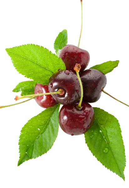 Sweet cherries with leaves — Stock Photo, Image