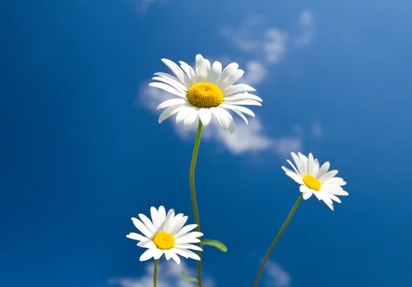 Tre chamomiles på blå himmel — Stockfoto