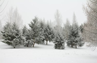 yakın çekim hoar frost ile çam dalı