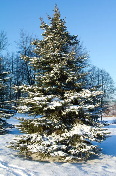 Närbild grenar av tall med rimfrost — Stockfoto