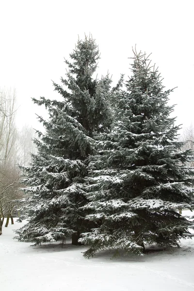 霜霜で松のクローズ アップの枝 — ストック写真