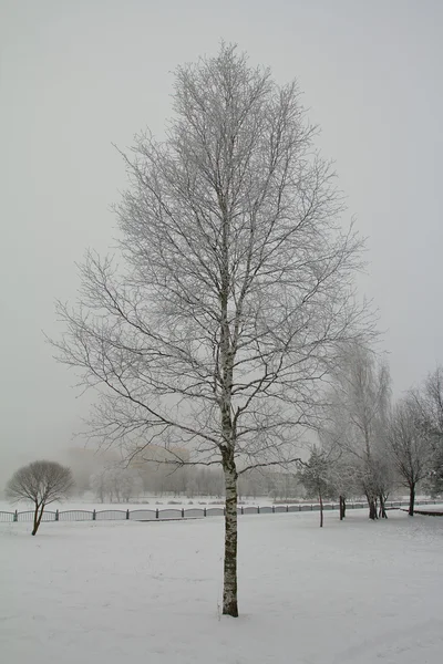 Зимняя пейзажная панорама — стоковое фото