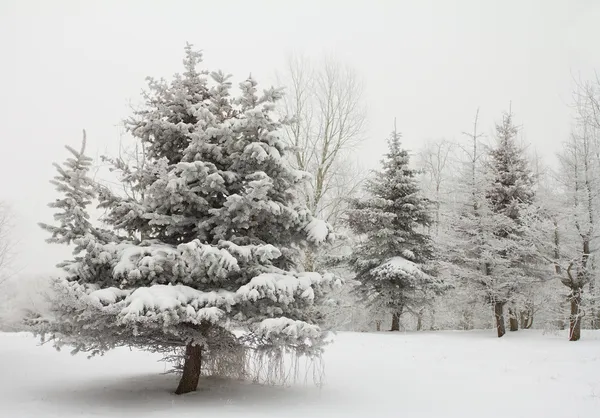 Panorama de paisaje de invierno Imágenes de stock libres de derechos
