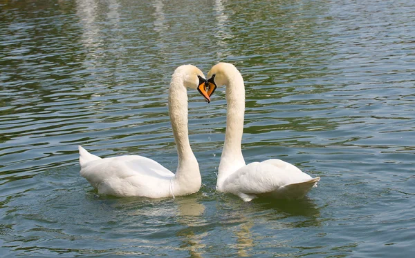 在爱中的两个白色天鹅 — 图库照片