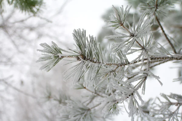 겨울 풍경 파노라마 — 스톡 사진