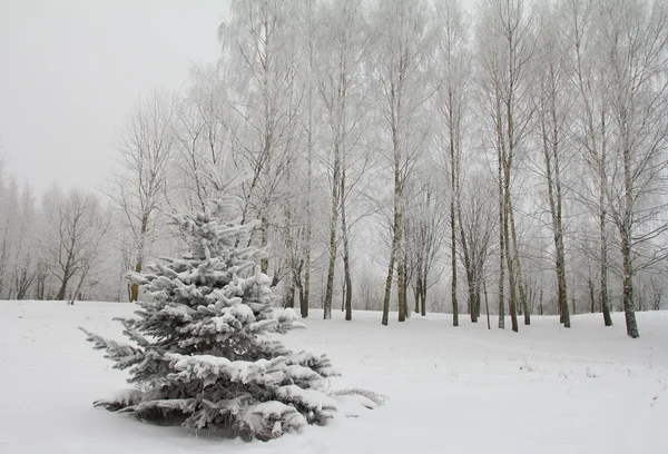 Vinterlandskap Panorama — Stockfoto