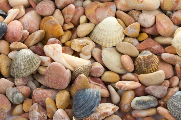 Conchas e pedras — Fotografia de Stock